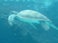 Gerettete-Schildkröte-im-Great-Barrier-Reef-Aquarium