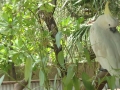 Kakadu-im-Nationalpark-auf-Maggie-Island